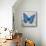 Blue Butterfly I-Alan Hopfensperger-Mounted Art Print displayed on a wall