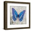 Blue Butterfly I-Alan Hopfensperger-Framed Art Print