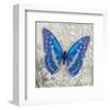 Blue Butterfly I-Alan Hopfensperger-Framed Art Print