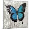 Blue Butterfly II-Alan Hopfensperger-Mounted Premium Giclee Print