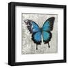 Blue Butterfly II-Alan Hopfensperger-Framed Art Print