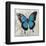 Blue Butterfly II-Alan Hopfensperger-Framed Art Print