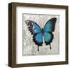 Blue Butterfly II-Alan Hopfensperger-Framed Art Print