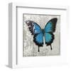 Blue Butterfly II-Alan Hopfensperger-Framed Art Print