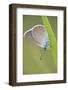 Blue Butterfly (Lycaenidae Sp) on Blade of Grass, Eastern Slovakia, Europe, June 2009-Wothe-Framed Photographic Print