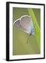 Blue Butterfly (Lycaenidae Sp) on Blade of Grass, Eastern Slovakia, Europe, June 2009-Wothe-Framed Photographic Print