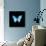 Blue Butterfly on Black-Tom Quartermaine-Giclee Print displayed on a wall