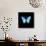 Blue Butterfly on Black-Tom Quartermaine-Giclee Print displayed on a wall