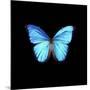 Blue Butterfly on Black-Tom Quartermaine-Mounted Giclee Print