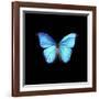 Blue Butterfly on Black-Tom Quartermaine-Framed Giclee Print