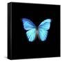 Blue Butterfly on Black-Tom Quartermaine-Framed Stretched Canvas