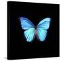 Blue Butterfly on Black-Tom Quartermaine-Stretched Canvas