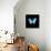 Blue Butterfly on Black-Tom Quartermaine-Giclee Print displayed on a wall