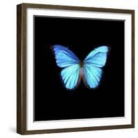 Blue Butterfly on Black-Tom Quartermaine-Framed Giclee Print