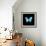 Blue Butterfly on Black-Tom Quartermaine-Framed Giclee Print displayed on a wall