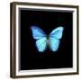 Blue Butterfly on Black-Tom Quartermaine-Framed Giclee Print