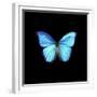 Blue Butterfly on Black-Tom Quartermaine-Framed Giclee Print