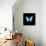 Blue Butterfly on Black-Tom Quartermaine-Mounted Giclee Print displayed on a wall