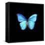 Blue Butterfly on Black-Tom Quartermaine-Framed Stretched Canvas