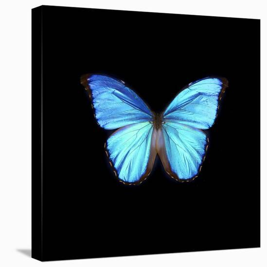 Blue Butterfly on Black-Tom Quartermaine-Stretched Canvas
