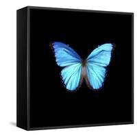 Blue Butterfly on Black-Tom Quartermaine-Framed Stretched Canvas