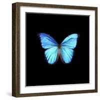 Blue Butterfly on Black-Tom Quartermaine-Framed Giclee Print