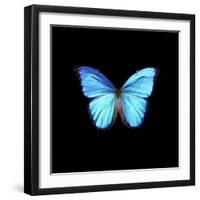 Blue Butterfly on Black-Tom Quartermaine-Framed Giclee Print