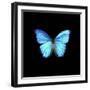 Blue Butterfly on Black-Tom Quartermaine-Framed Giclee Print