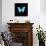 Blue Butterfly on Black-Tom Quartermaine-Giclee Print displayed on a wall