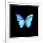 Blue Butterfly on Black-Tom Quartermaine-Framed Giclee Print