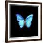 Blue Butterfly on Black-Tom Quartermaine-Framed Giclee Print