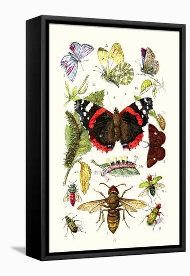 Blue Butterfly, Red Admiral, Firetail and Sun Beetle-James Sowerby-Framed Stretched Canvas