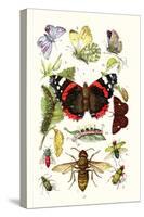 Blue Butterfly, Red Admiral, Firetail and Sun Beetle-James Sowerby-Stretched Canvas