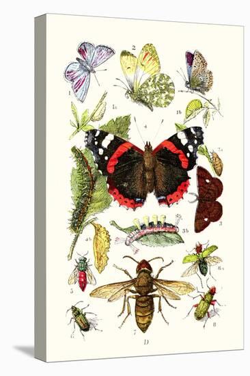 Blue Butterfly, Red Admiral, Firetail and Sun Beetle-James Sowerby-Stretched Canvas