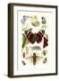 Blue Butterfly, Red Admiral, Firetail and Sun Beetle-James Sowerby-Framed Art Print