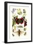 Blue Butterfly, Red Admiral, Firetail and Sun Beetle-James Sowerby-Framed Art Print