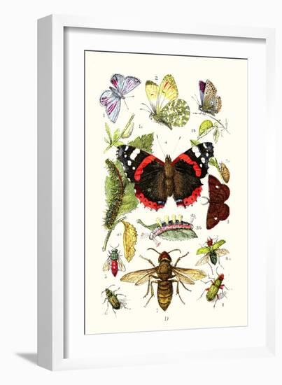 Blue Butterfly, Red Admiral, Firetail and Sun Beetle-James Sowerby-Framed Art Print