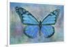 Blue Butterfly Watercolor-Cora Niele-Framed Giclee Print