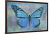 Blue Butterfly Watercolor-Cora Niele-Framed Giclee Print