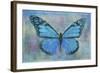 Blue Butterfly Watercolor-Cora Niele-Framed Giclee Print