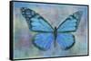 Blue Butterfly Watercolor-Cora Niele-Framed Stretched Canvas