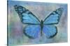 Blue Butterfly Watercolor-Cora Niele-Stretched Canvas