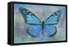 Blue Butterfly Watercolor-Cora Niele-Framed Stretched Canvas