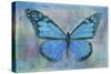 Blue Butterfly Watercolor-Cora Niele-Stretched Canvas