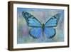 Blue Butterfly Watercolor-Cora Niele-Framed Giclee Print