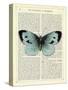 Blue Butterfly-Marion Mcconaghie-Stretched Canvas