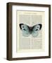 Blue Butterfly-Marion Mcconaghie-Framed Art Print