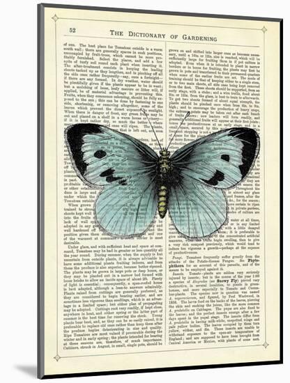 Blue Butterfly-Marion Mcconaghie-Mounted Art Print