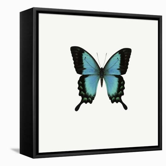 Blue Butterfly-PhotoINC-Framed Stretched Canvas