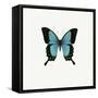Blue Butterfly-PhotoINC-Framed Stretched Canvas